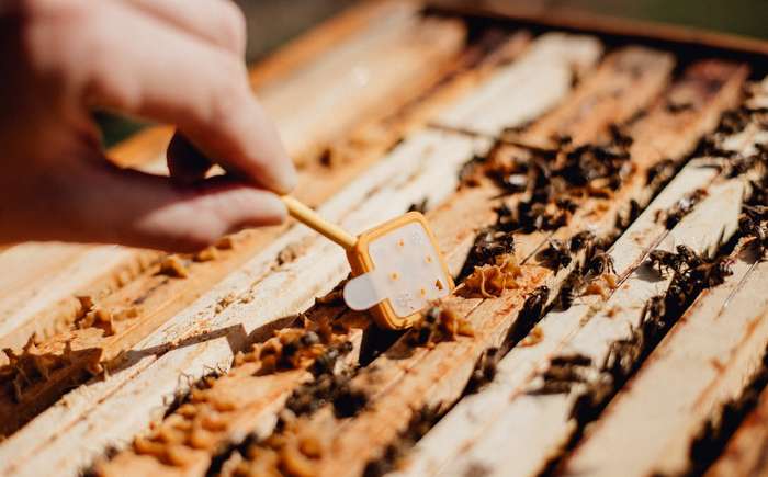 Nicht jeder Bienenhalter kann seine Bienenstöcke mit der innovativen Technik von 3Bee ausstatten. ( Foto: 3Bee )